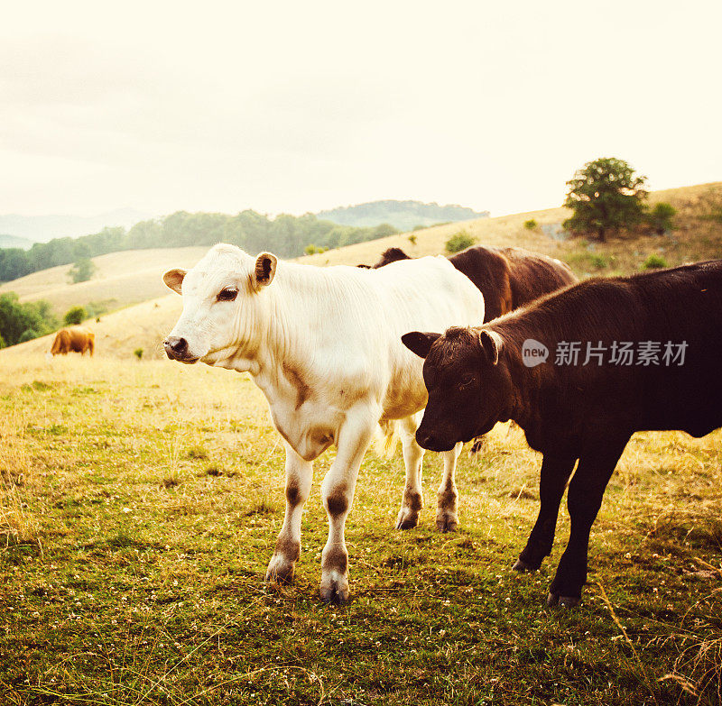 牛群在小山谷里吃草