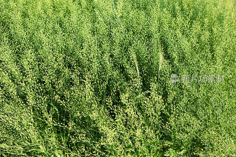 亚麻荠作物背景