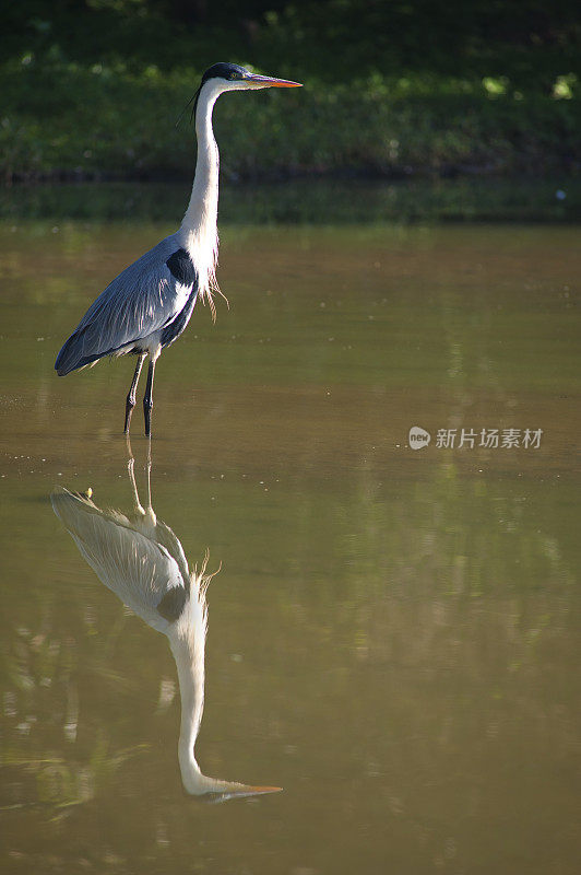 苍鹭