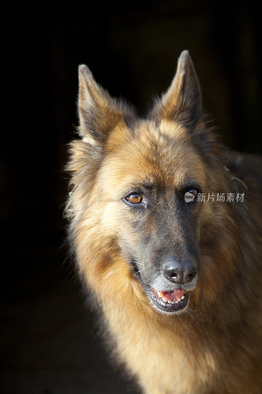 傍晚的德国牧羊犬