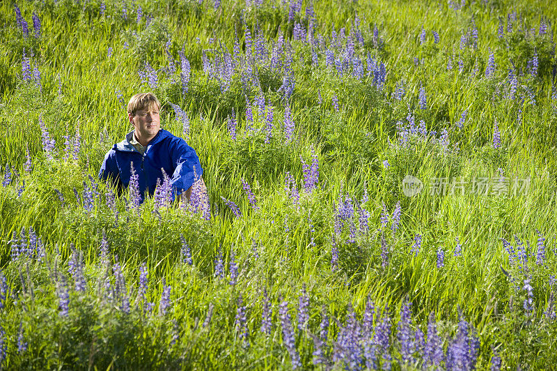 一名男子坐在科罗拉多州的野生羽扇豆花丛中