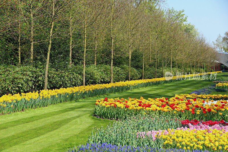 春天在Keukenhof-Garden