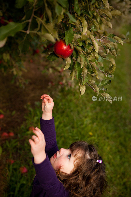 果园里的小女孩伸手摘树上的苹果