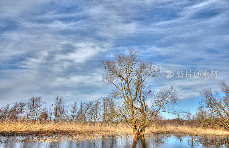 洪水期间哈维尔河典型柳树的HDR