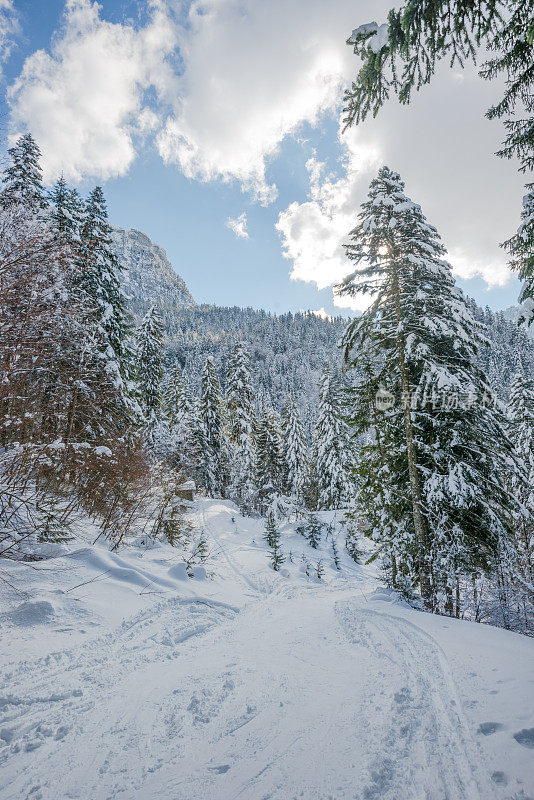 冬季景观与雪和树