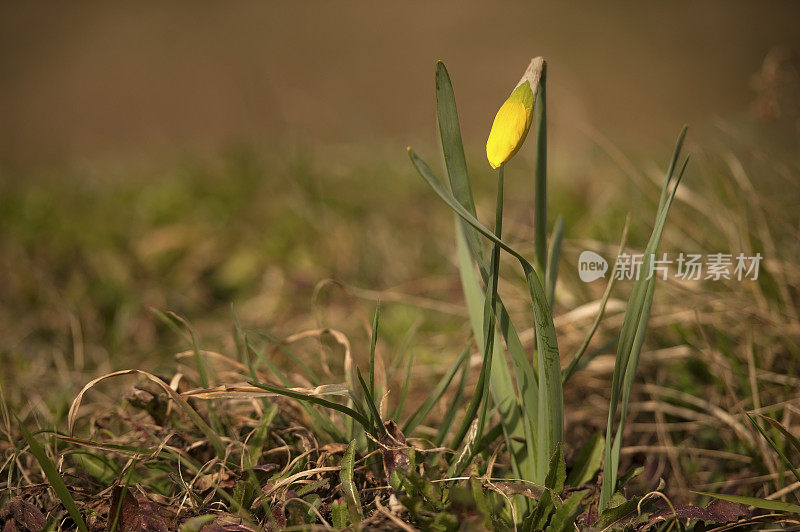 水仙花