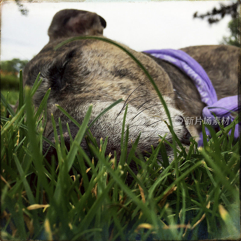 在草地上打盹的狗