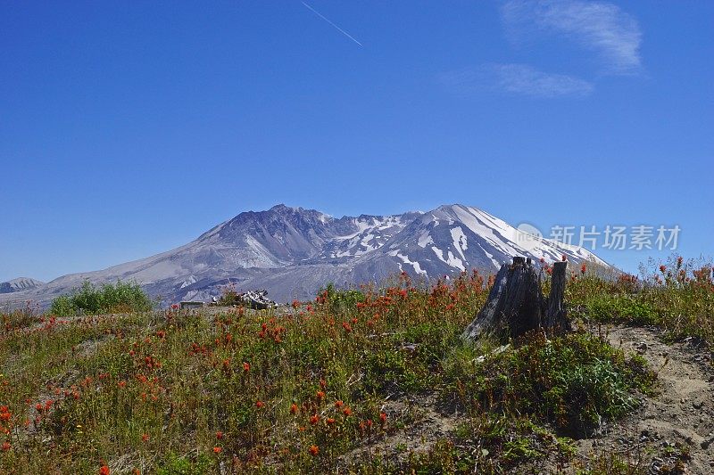 圣海伦斯山野花