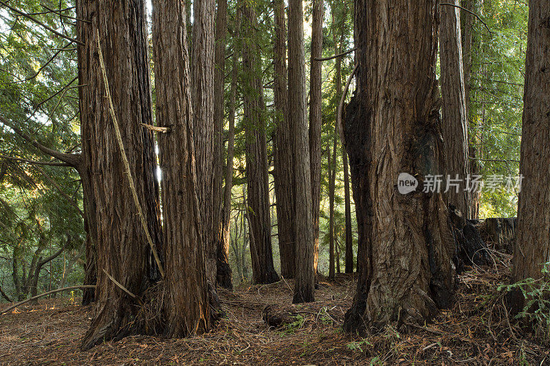 红木树森林