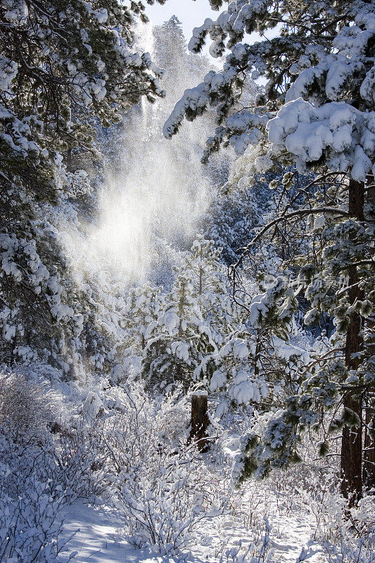 派克国家森林雪