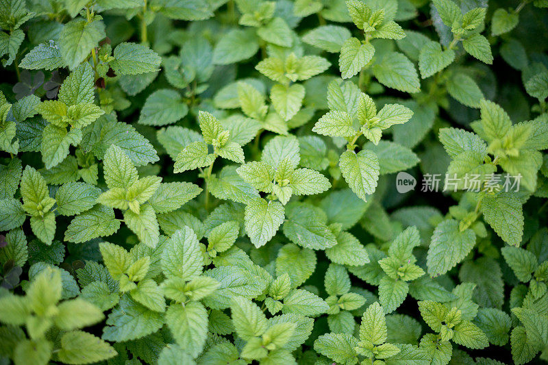 调味药草和香料:玛丽莎(香脂或香脂薄荷)