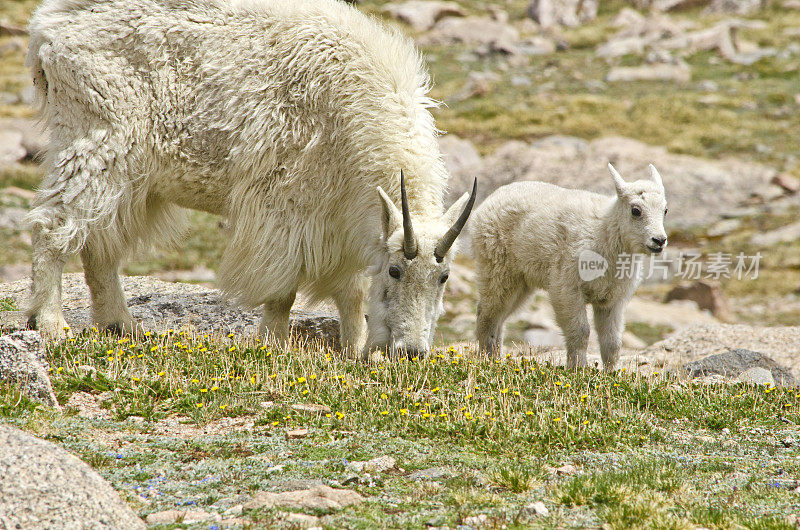 保护小羊的山羊妈妈和她的小羊