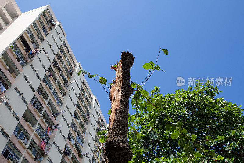 台风破坏了树