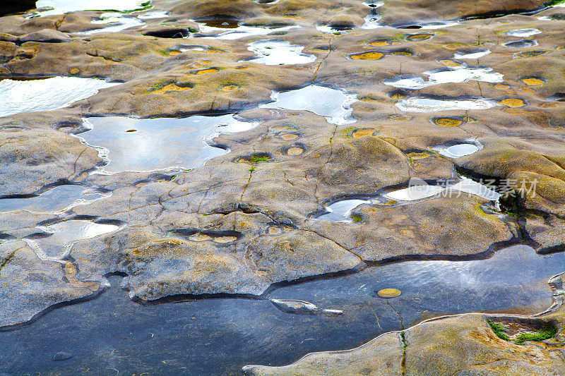 海滩岩石上的化石