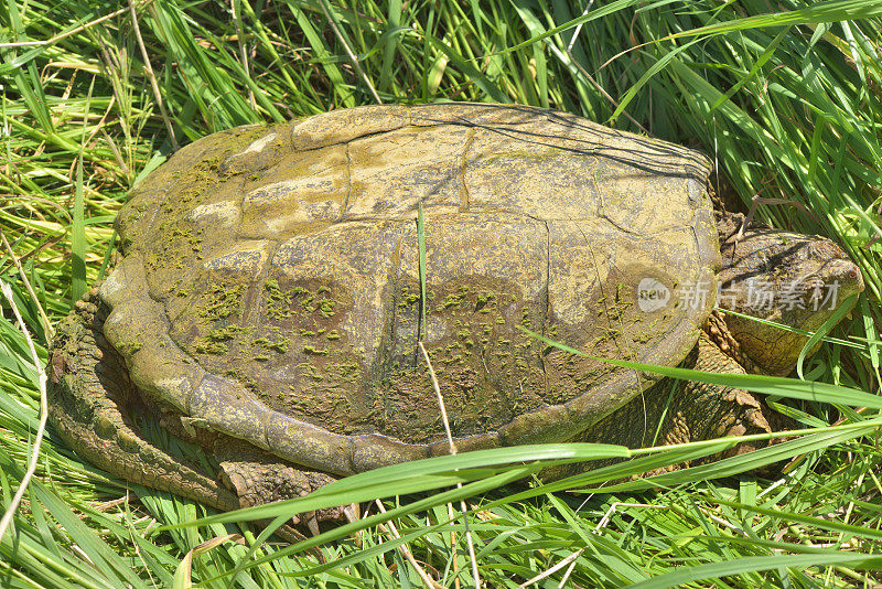 草地里的大鳄龟