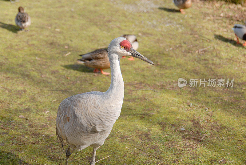 沙丘鹤