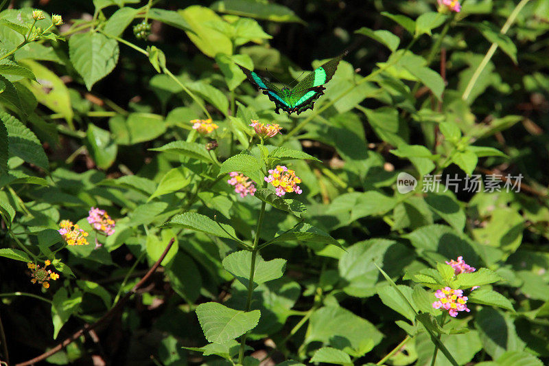 印度尼西亚:孔雀燕尾蝶在坎巴斯