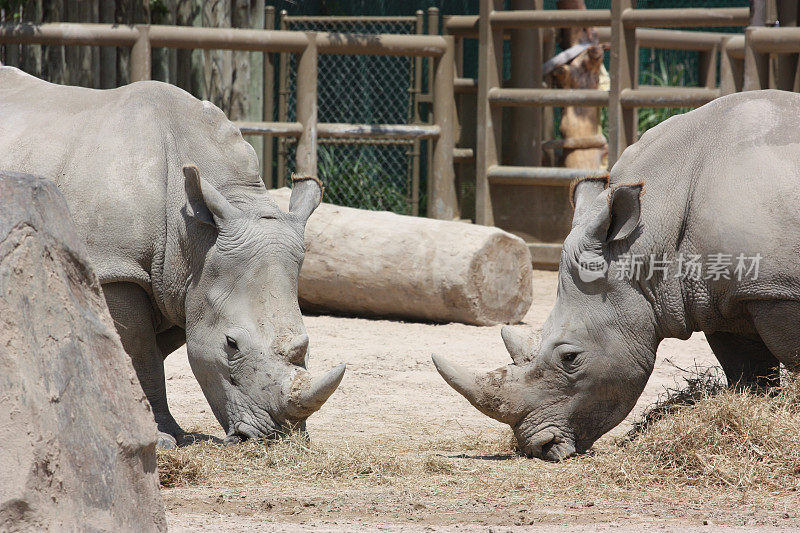 美国德克萨斯州休斯顿动物园的两只犀牛