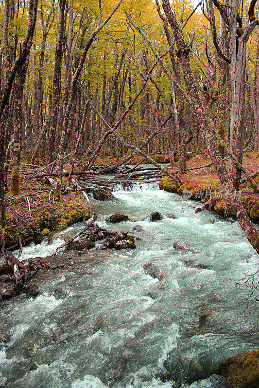 在秋天的森林中流淌的河流