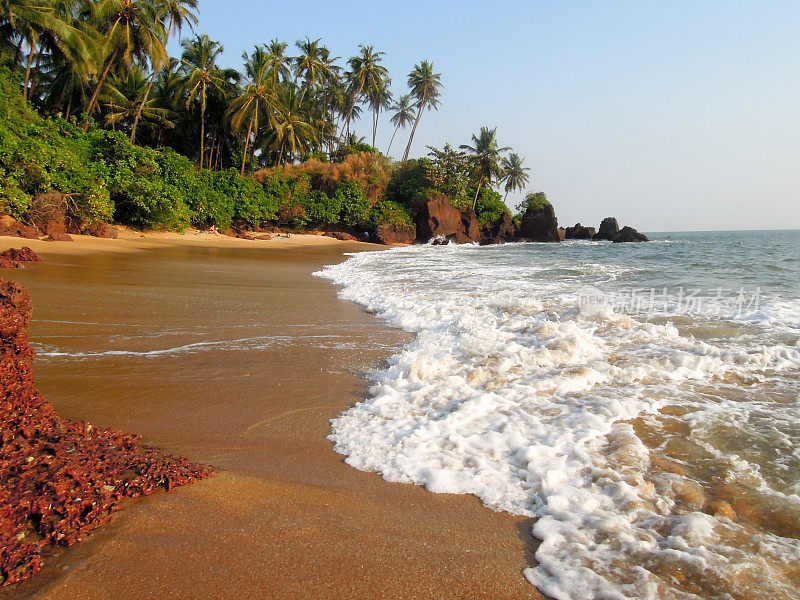 Thottada村附近海滩上的椰子树