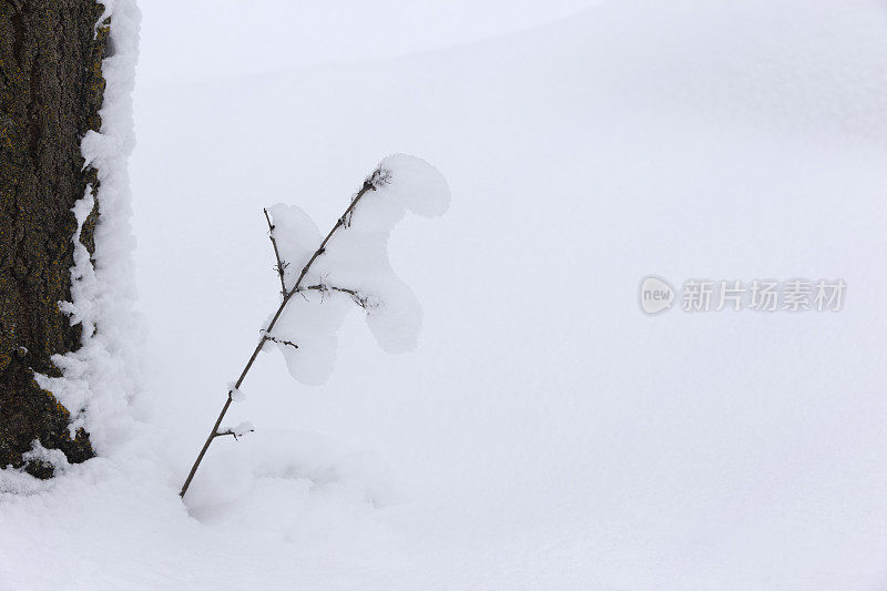 简单的树枝和树干与雪