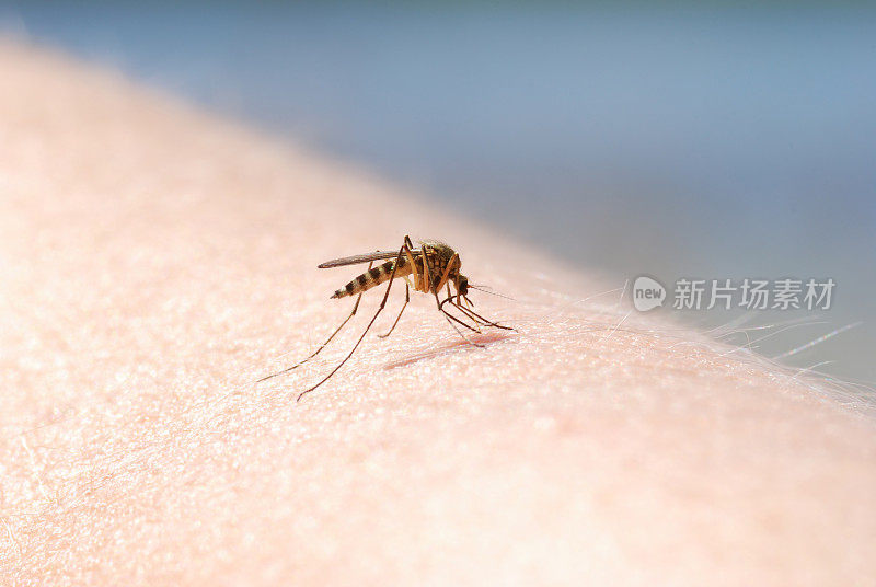 蚊子吸人皮肤的血