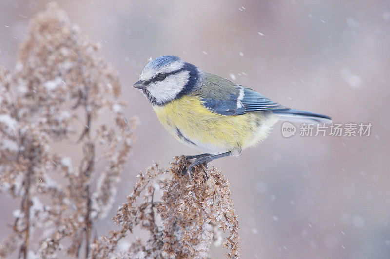 Bluetit在冬季