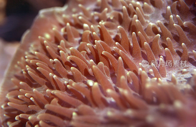 锚珊瑚