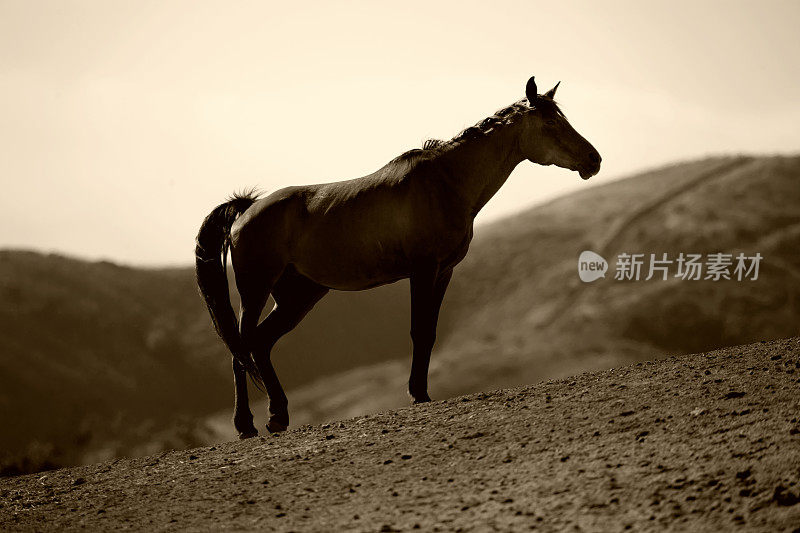 山丘上的栗色马