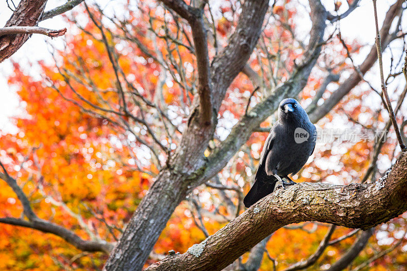 寒鸦坐在秋天的树上看着相机