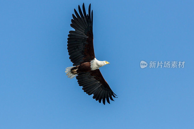 非洲鱼鹰