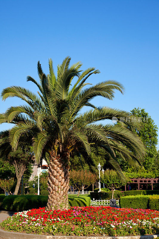土耳其伊斯坦布尔苏丹艾哈迈德公园的一棵棕榈树