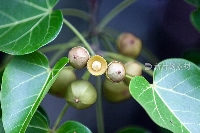 植物果实特写