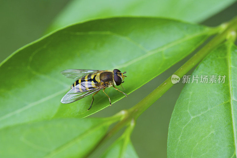 近距离拍摄食蚜蝇站在绿叶边缘