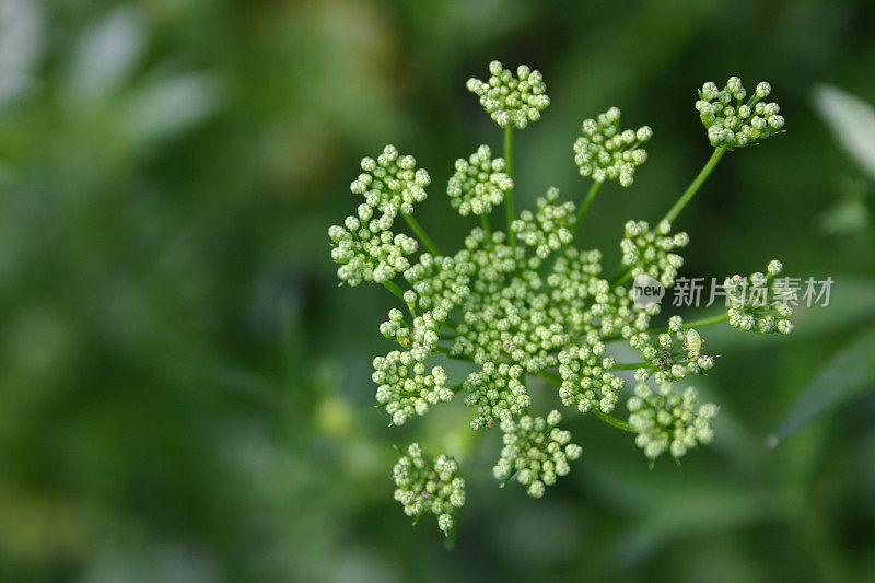 欧芹含苞待放