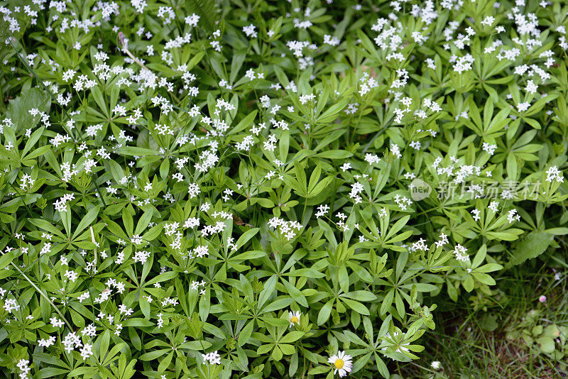 木屑花（古兰花）