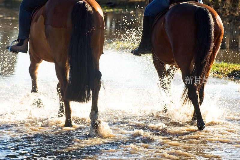 洪水中的马匹