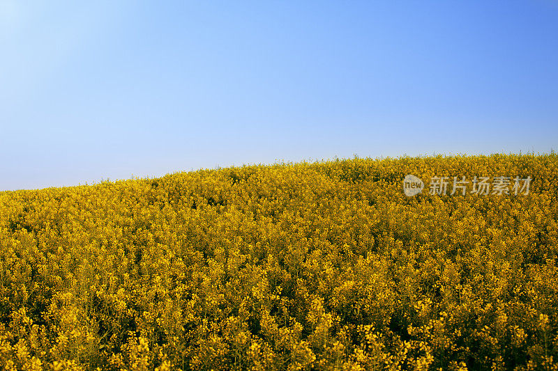 黄花满地。