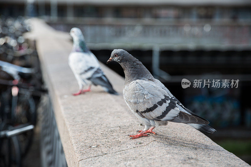 哥本哈根的鸽子