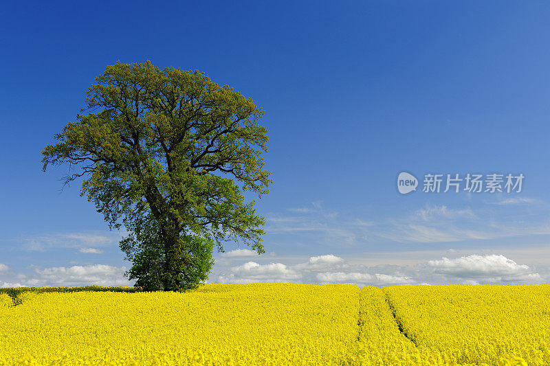 春季景观与巨大的孤独的橡树在油菜田