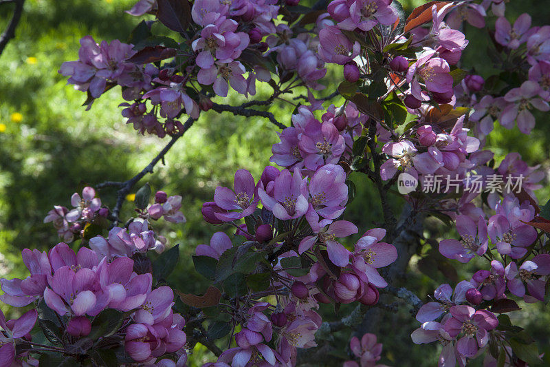 苹果在花园里开花