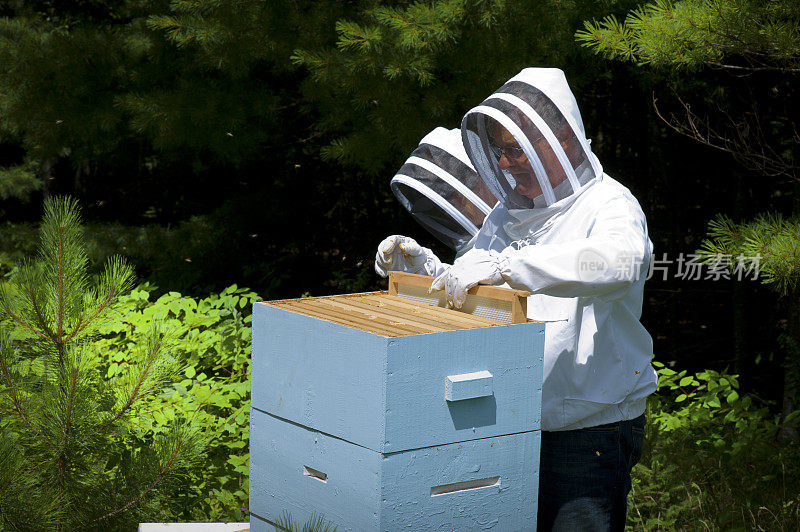 带着蜂巢的养蜂人。