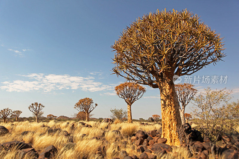 箭袋树森林景观纳米比亚