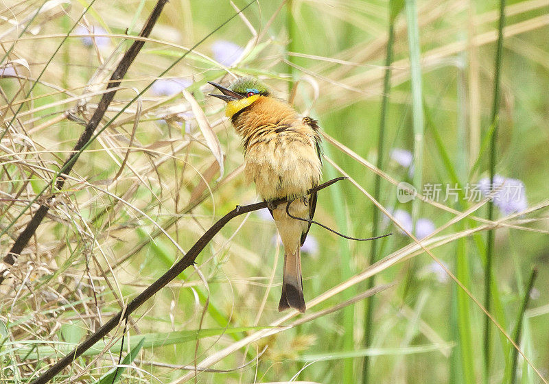 少食蜂鸟