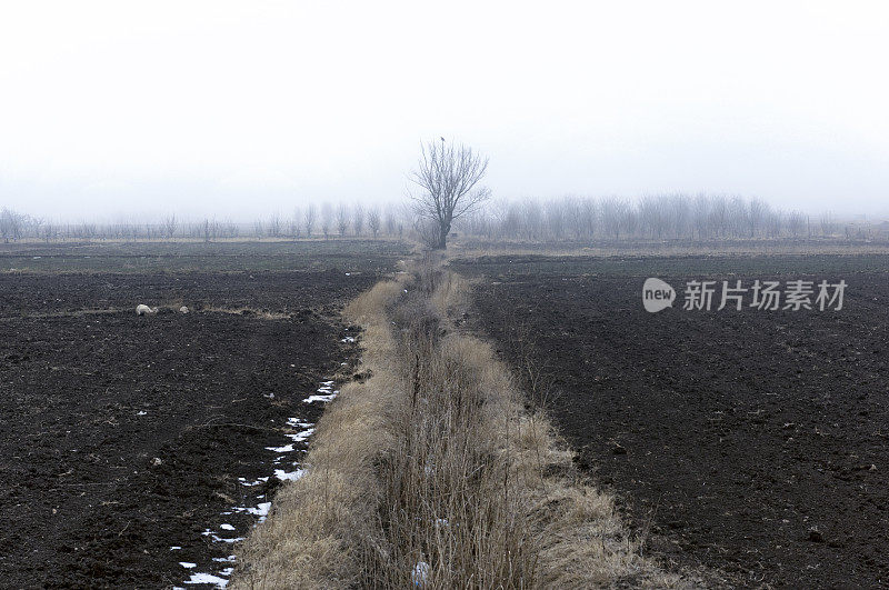 田间独树