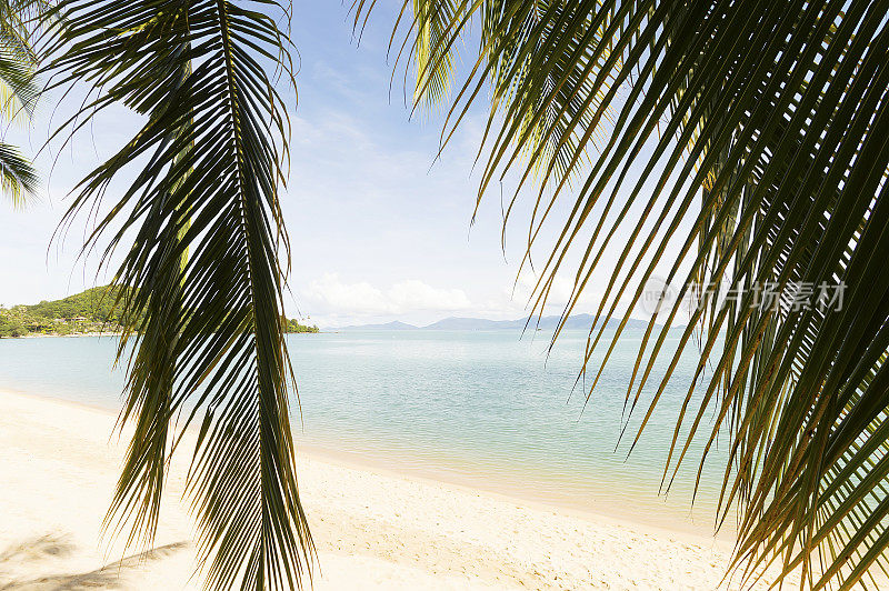 苏梅岛博普特海滩，碧蓝的海水和棕榈树