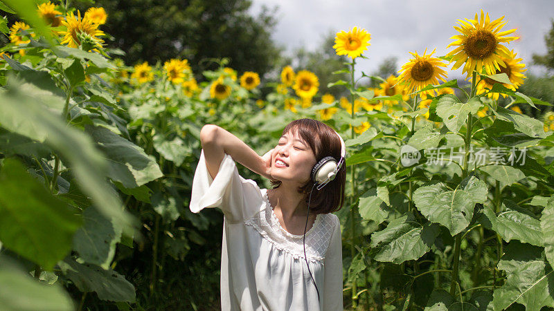 年轻女子戴着耳机在向日葵地里听音乐