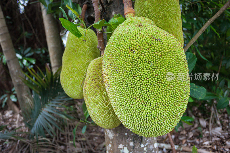 美味的菠萝蜜生长在树上的热带昆士兰，澳大利亚