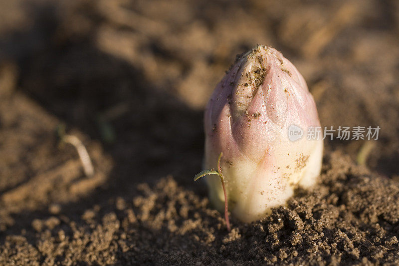 在新鲜的白芦笋上准备采摘