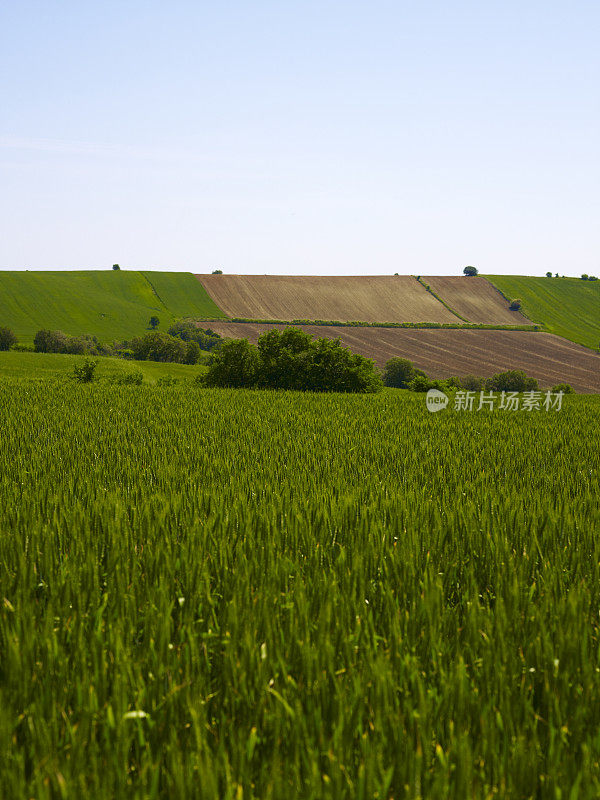 麦田